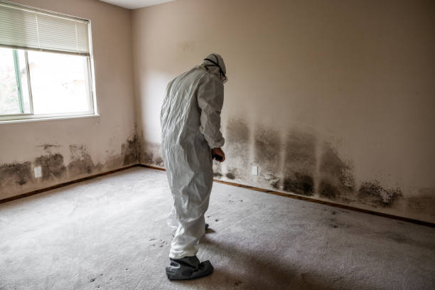 Mold Removal and Inspection in Keewatin, MN