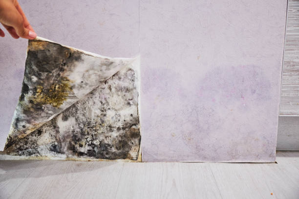 Best Mold Testing  in Keewatin, MN